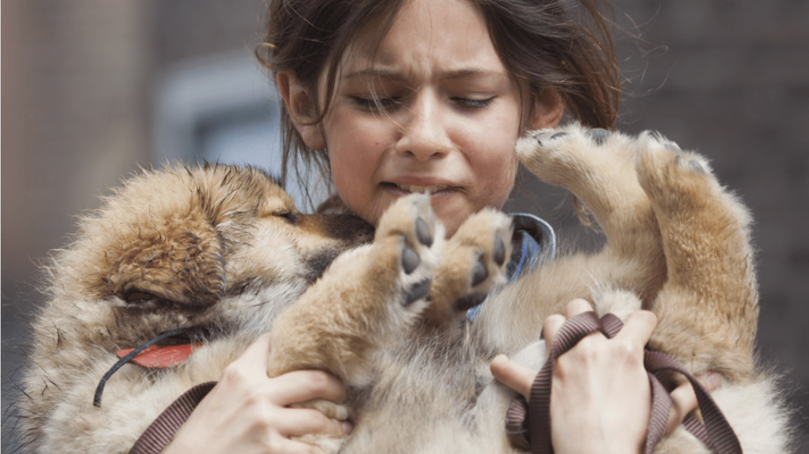 AMAH-AssociationContreLaMaltraitanceAnimaleEtHumaine-SliderAccueil-CommentDeclarerUneSuspicionDeMaltraitance